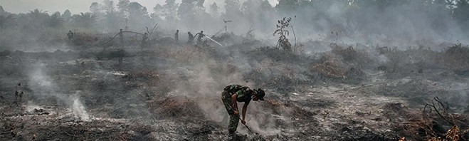 The global demand for palm oil is driving the fires in Indonesia